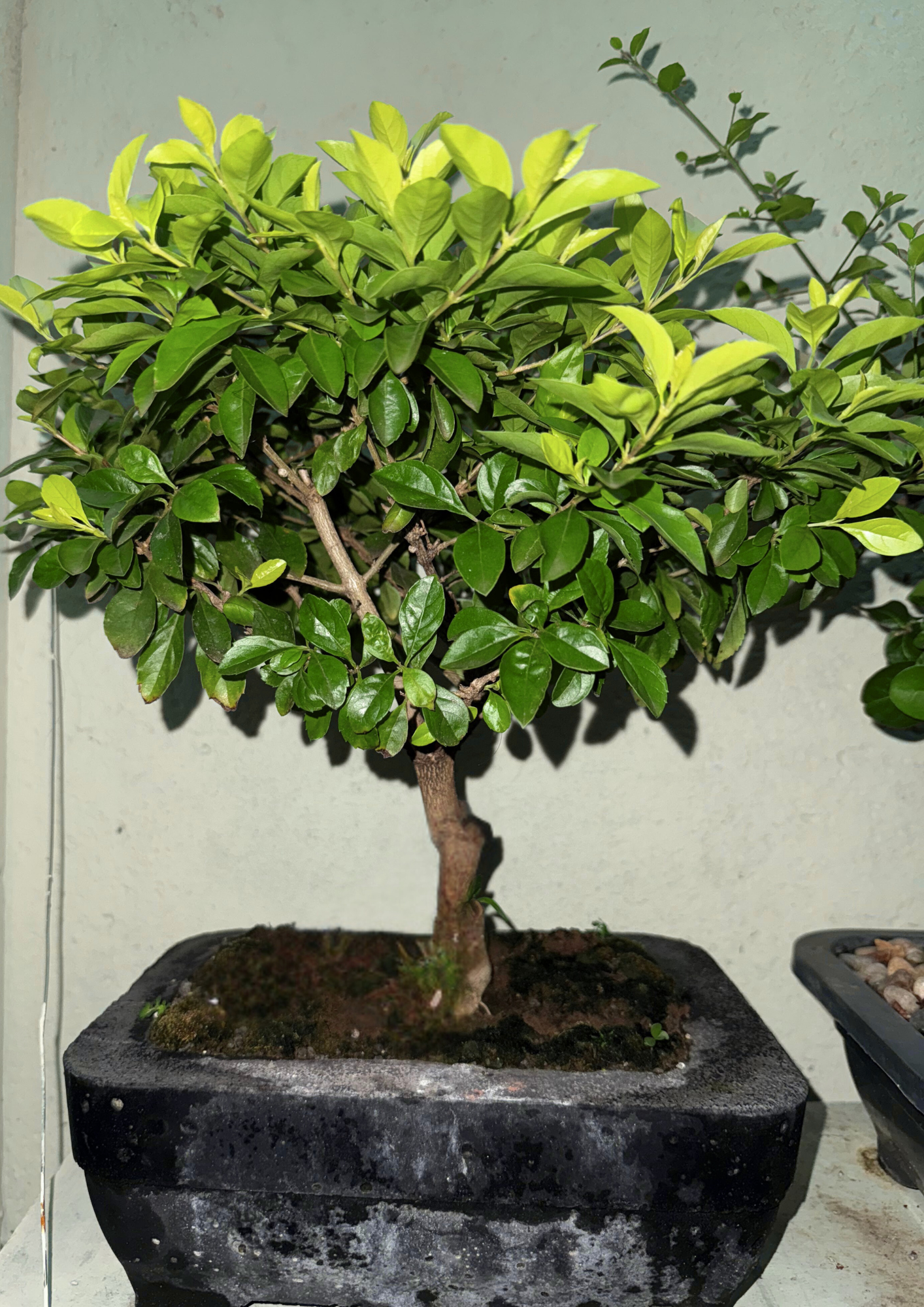 Planta 1