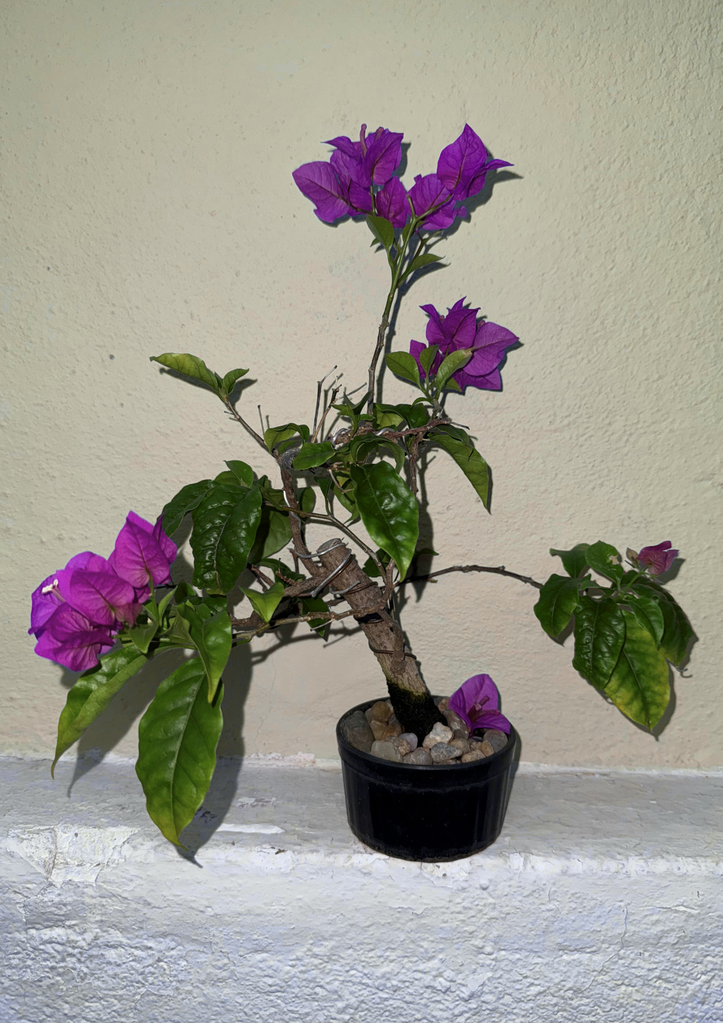 Planta 2