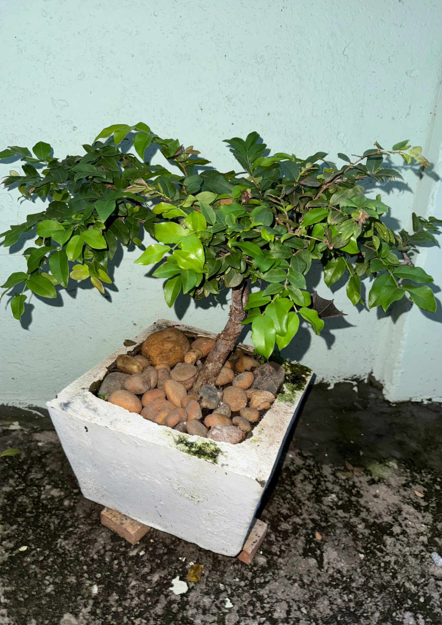 Planta 3