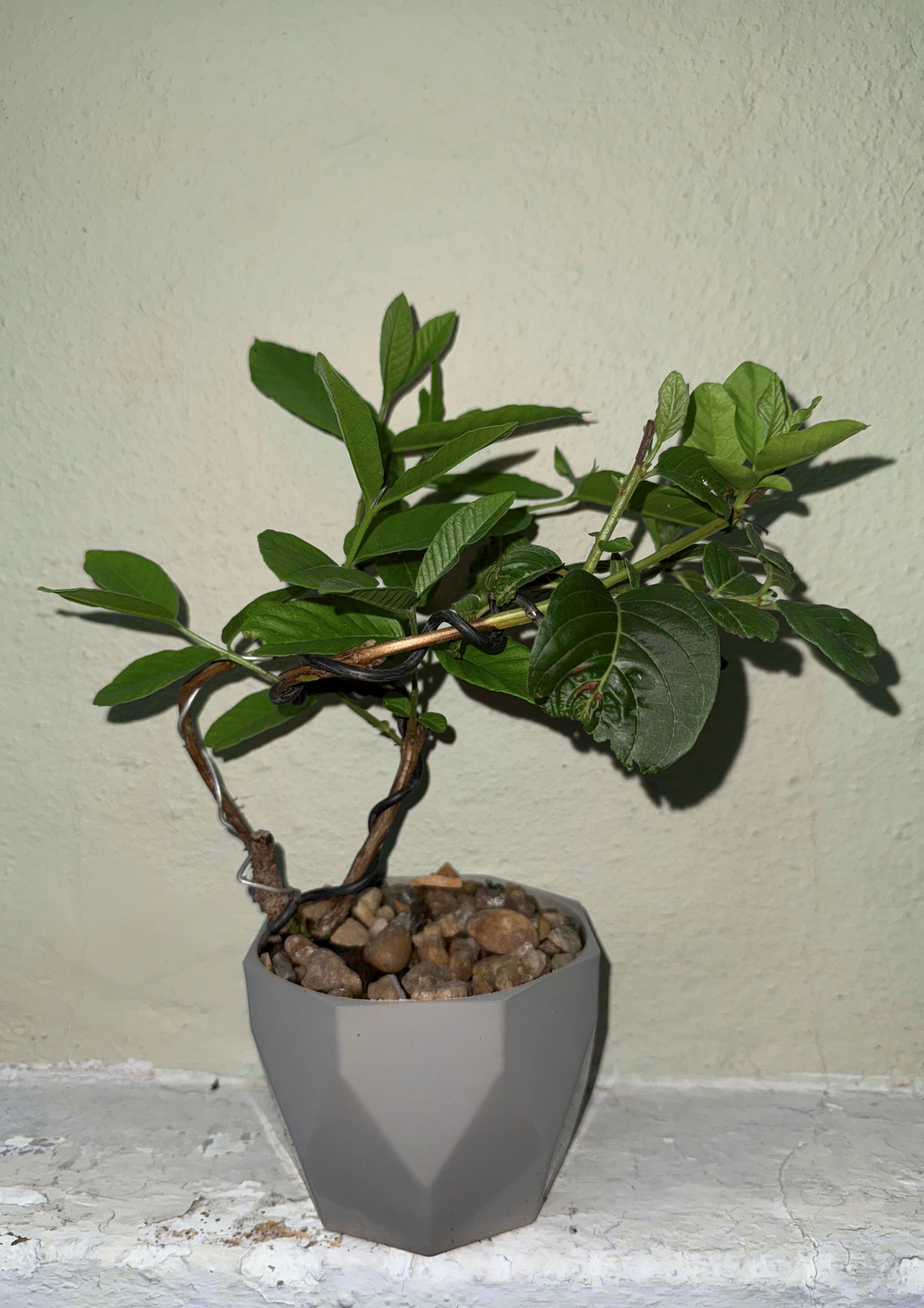 Planta 4