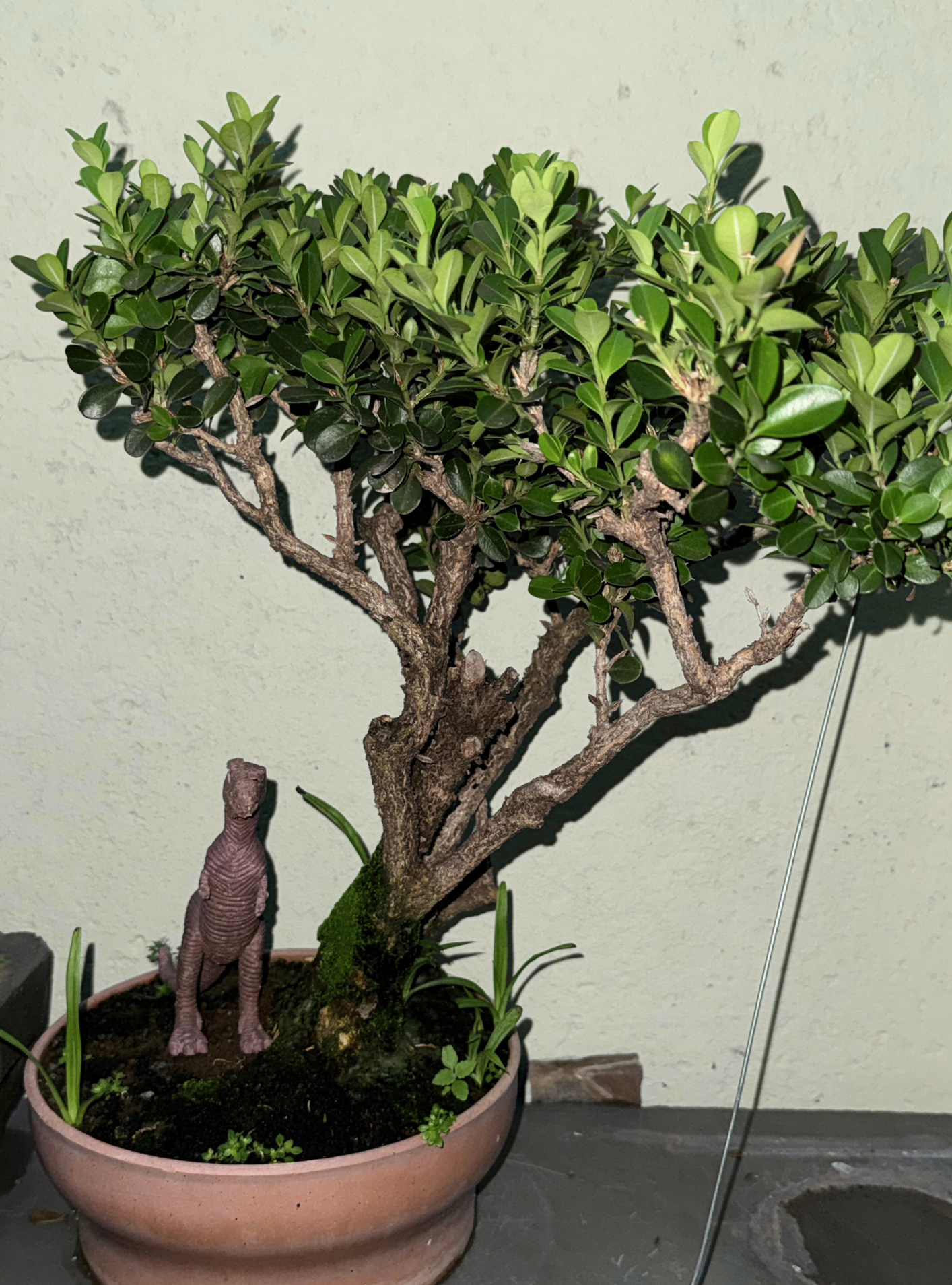 Planta 5