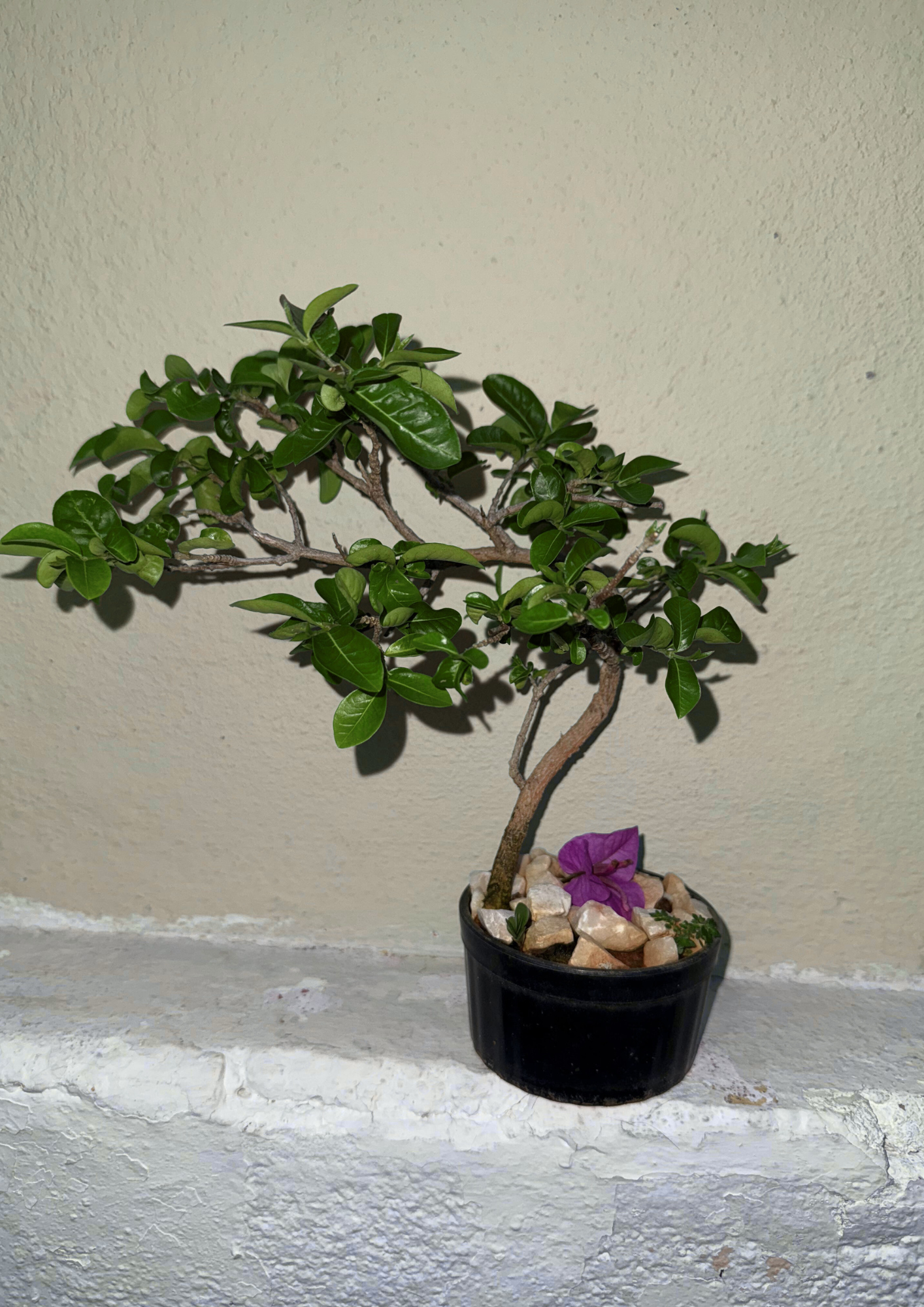 Planta 6