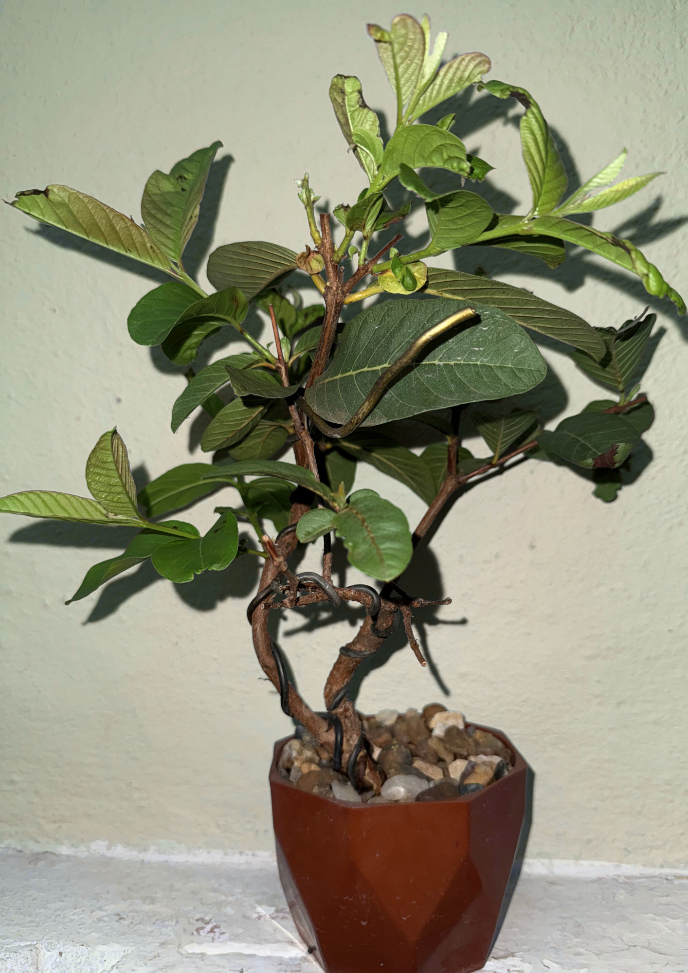 Planta 7
