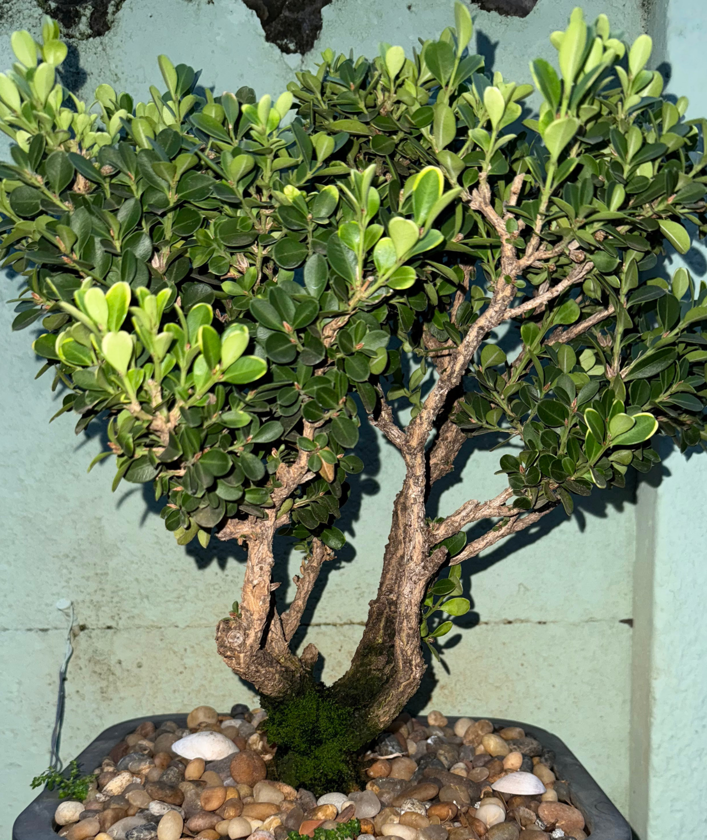 Planta 8